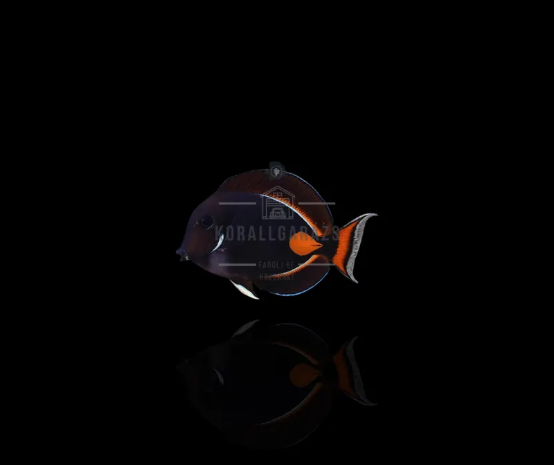 Acanthurus Achilles